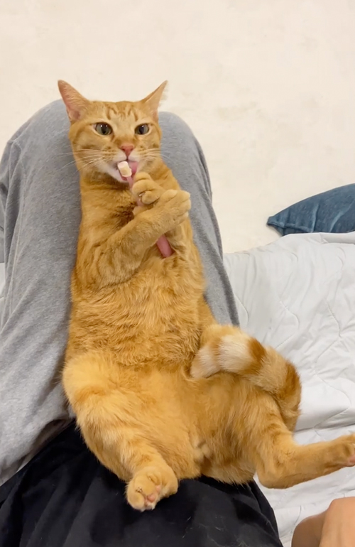 歯ブラシをぎゅっと握る猫