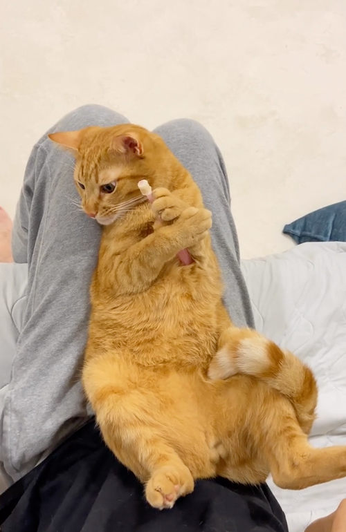 歯ブラシをぎゅっと握る猫