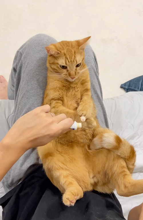 歯ブラシをぎゅっと握る猫