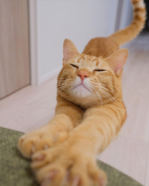 のびのび〜準備体操