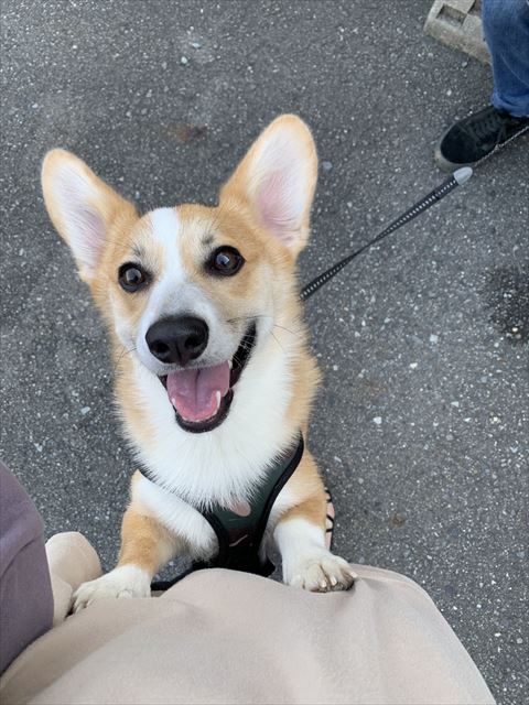 飼い主の足に抱きつくワンコ