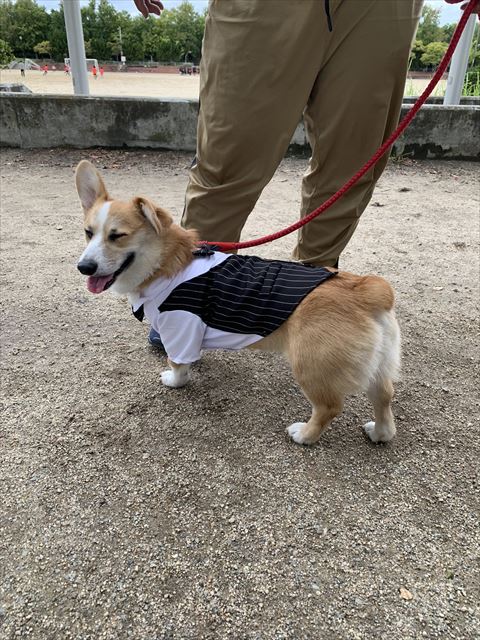 タキシード着てるワンコ