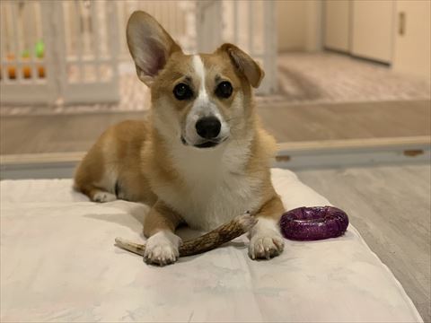 右手で何かおさえてるワンコ