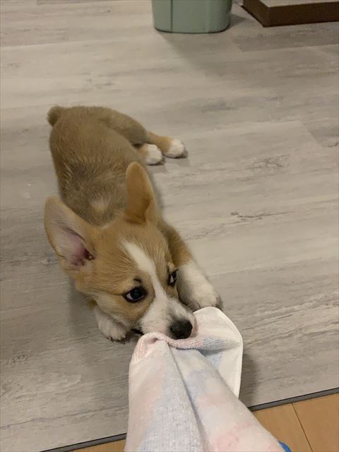 子犬タオルくわえる