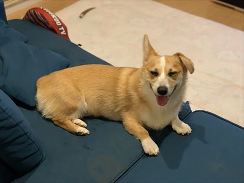 ソファで笑顔のワンコ