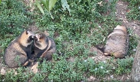 キスしてるようなタヌキ2匹と寝るタヌキ