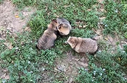 イチャイチャタヌキと近くでそっぽ向いてるタヌキ