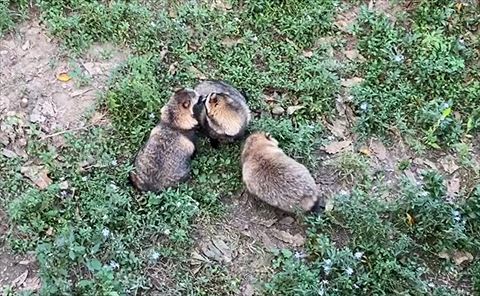 くるっと方向転換タヌキ