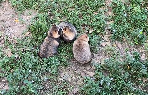 タヌキ2匹の前で寝に入るタヌキ