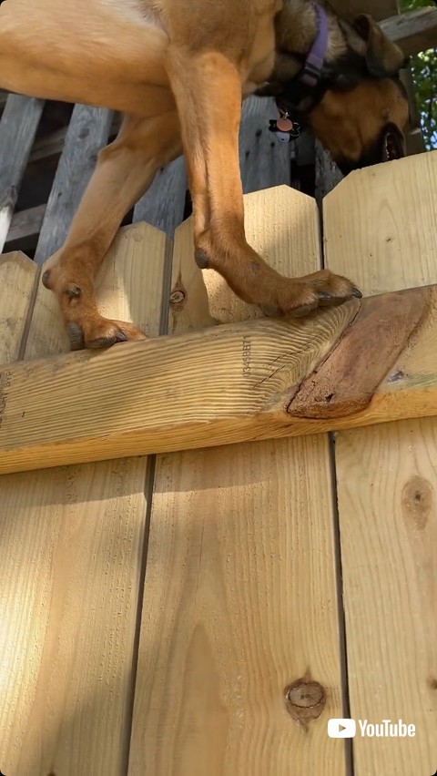 狭い足場に乗る犬