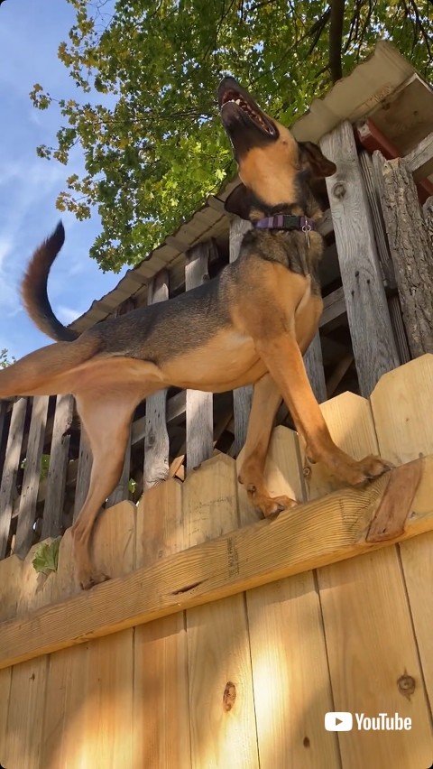 バランスがいい犬