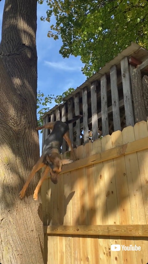 木から下りる犬