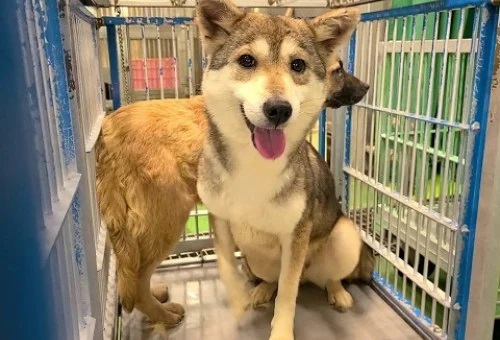 神石高原町のガバメントクラウドファンディング