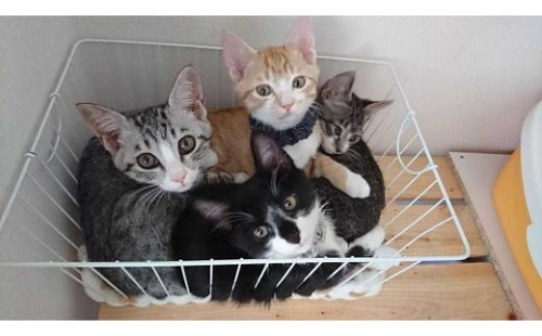 日高村の返礼品