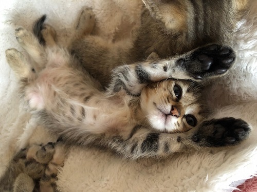 一宮市の返礼品