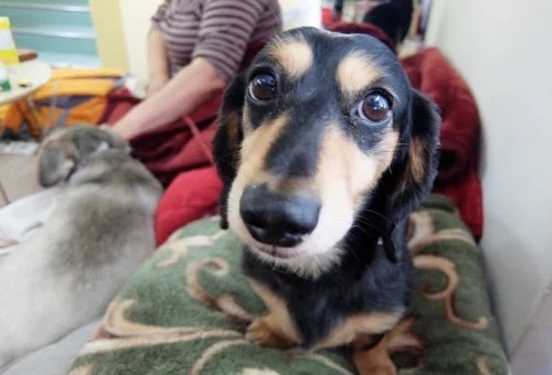 岐阜市のガバメントクラウドファンディング