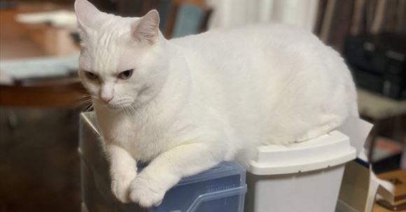 BUCK-TICK」櫻井敦司にそっくりな猫ちゃんが話題、しかし実は