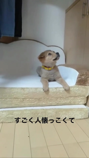 人なつっこくて