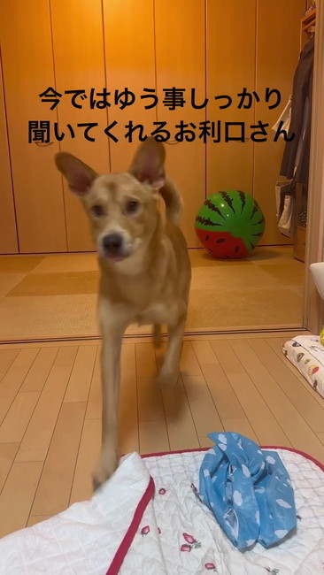 お利口さんです