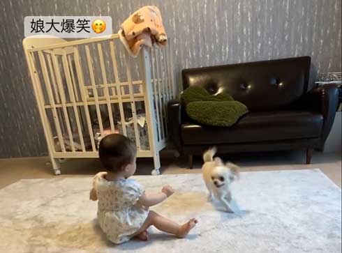 赤ちゃんと遊ぶワンコ