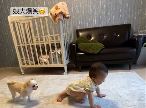 赤ちゃんと遊ぶワンコ