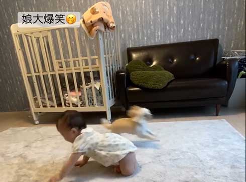 赤ちゃんと遊ぶワンコ