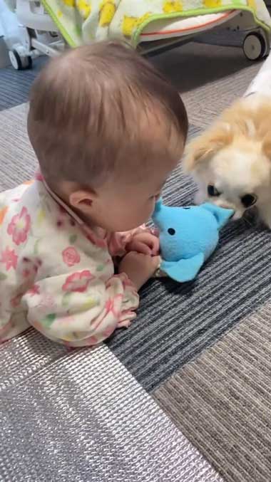 赤ちゃんと遊ぶワンコ