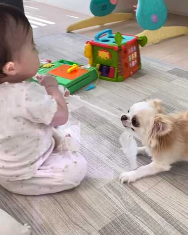 赤ちゃんと遊ぶワンコ