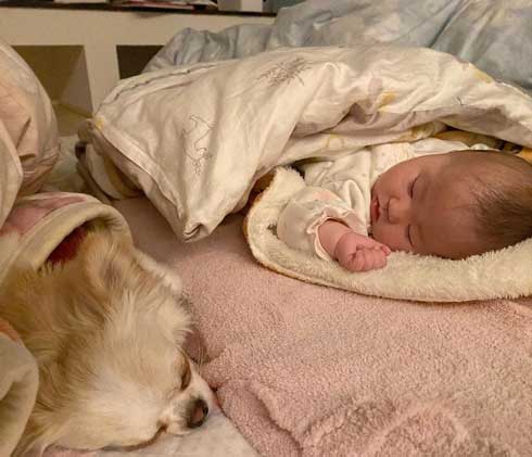 赤ちゃんと遊ぶワンコ