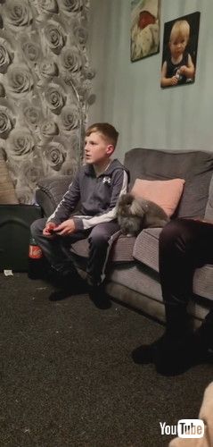 「Rabbit Competes With Videogame for Attention || ViralHog」