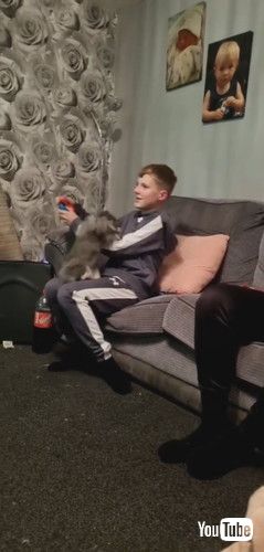 「Rabbit Competes With Videogame for Attention || ViralHog」