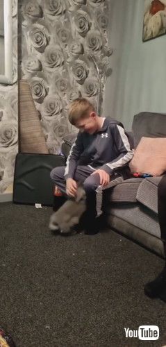 「Rabbit Competes With Videogame for Attention || ViralHog」