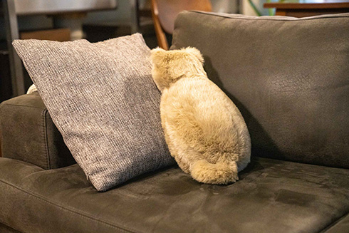 “ほぼ猫”なクッション「ミャウエバー」のプレミアム版が登場　ゴロゴロ鳴く音や体重・大きさ・体温まで再現して本物そっくりに