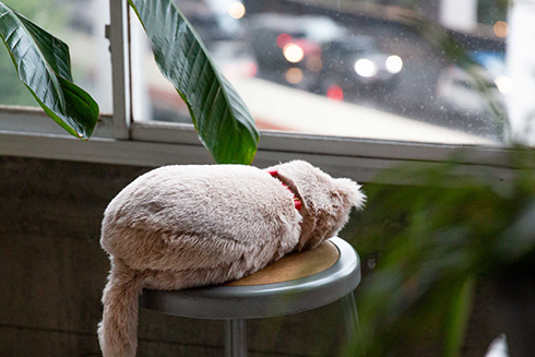 “ほぼ猫”なクッション「ミャウエバー」のプレミアム版が登場　ゴロゴロ鳴く音や体重・大きさ・体温まで再現して本物そっくりに