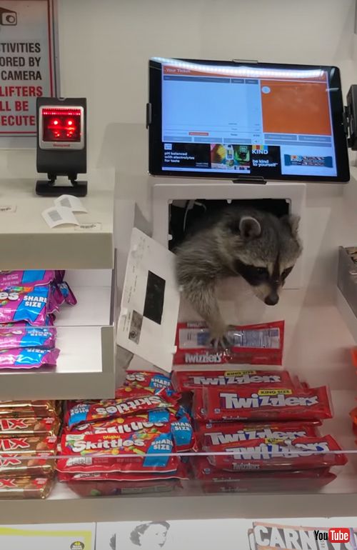 泥棒はアライグマ