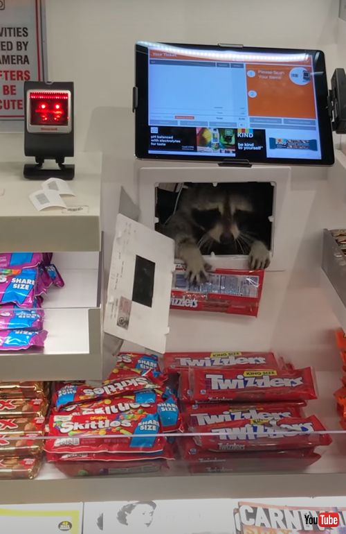 泥棒はアライグマ