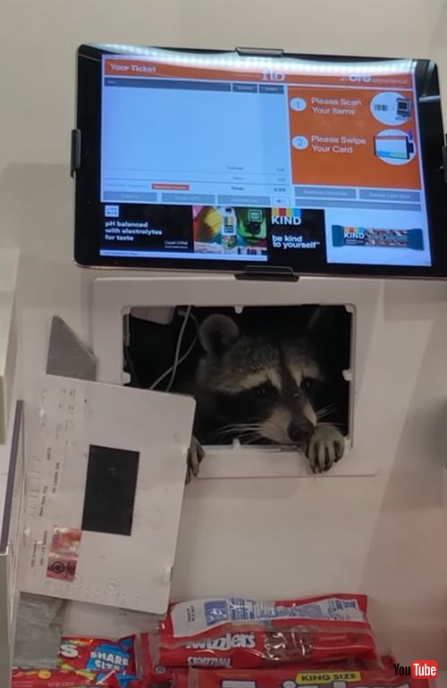 泥棒はアライグマ