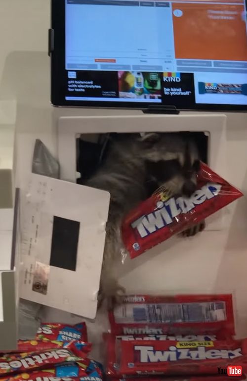 泥棒はアライグマ