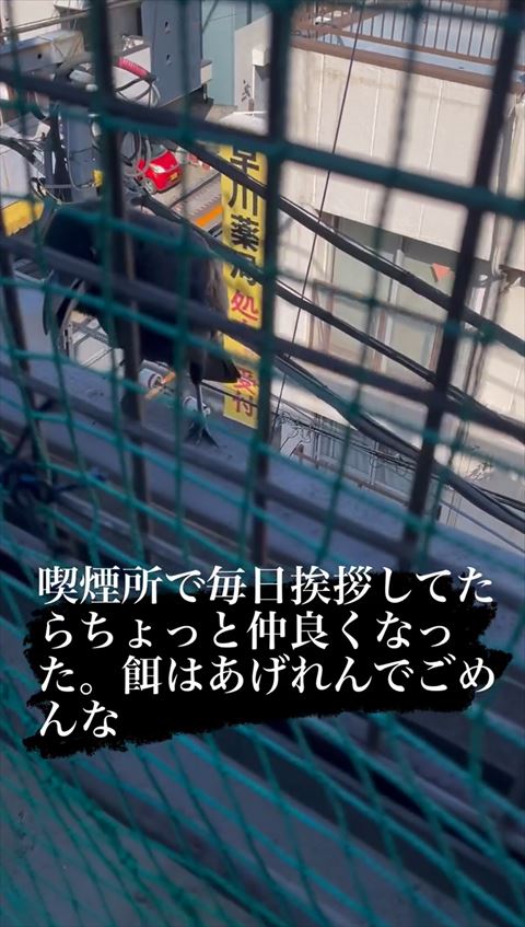 口あけてるカラス