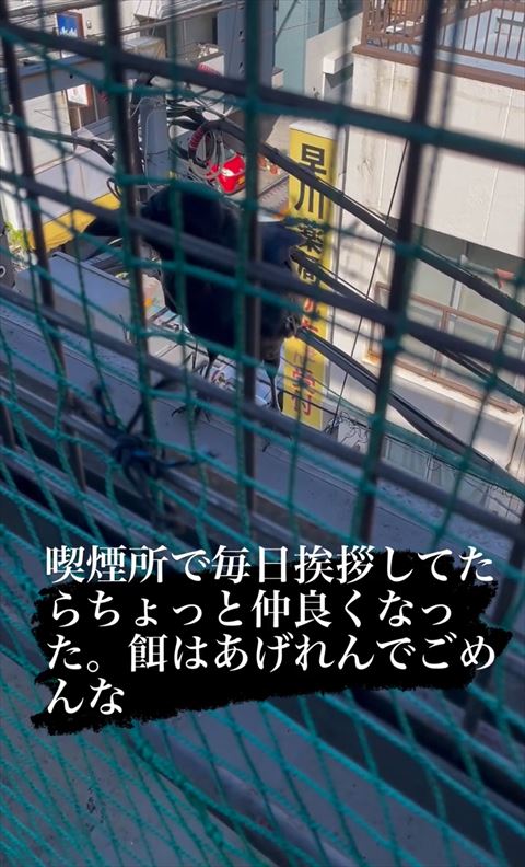 斜め左向いてるカラス