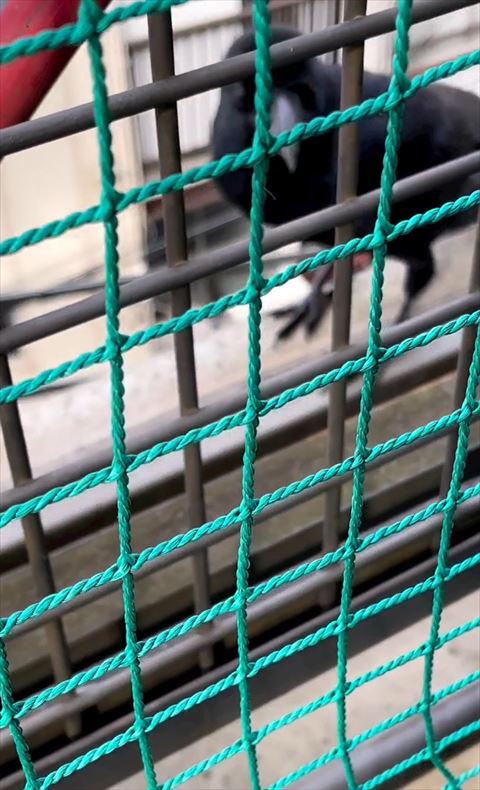 休憩所の中見てるカラス