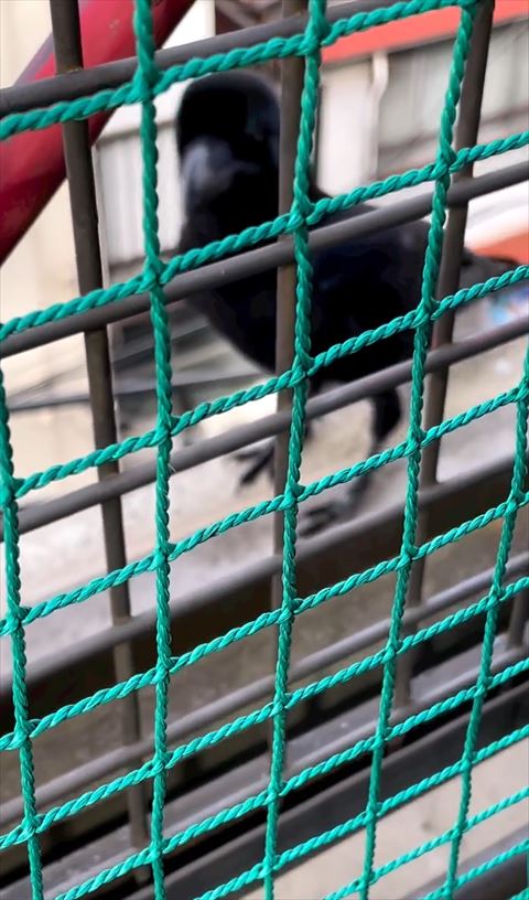 首を伸ばすカラス