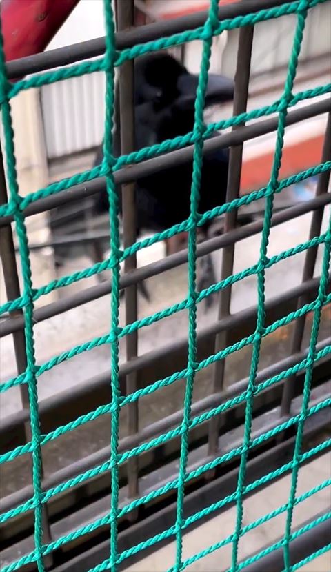 首かしげてるカラス