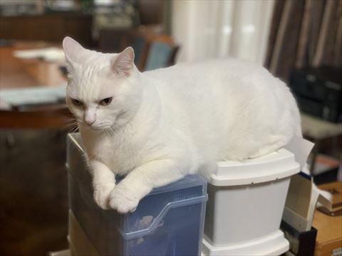 BUCK-TICK」櫻井敦司にそっくりな猫ちゃんが話題、しかし実は