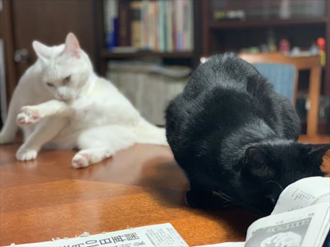 毛づくろいする猫と新聞に顔を入れる猫