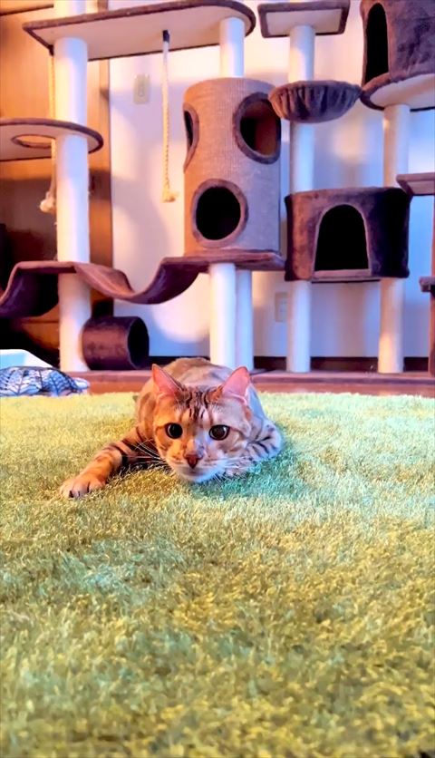 左前足だしてる猫ちゃん