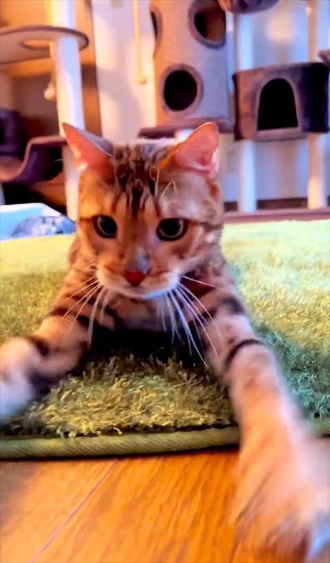 前足バタバタしてる