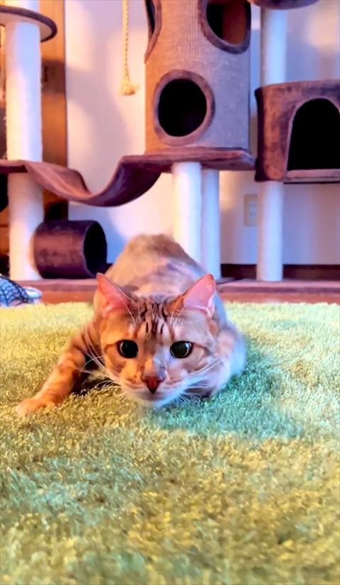 右前足ないないしてる