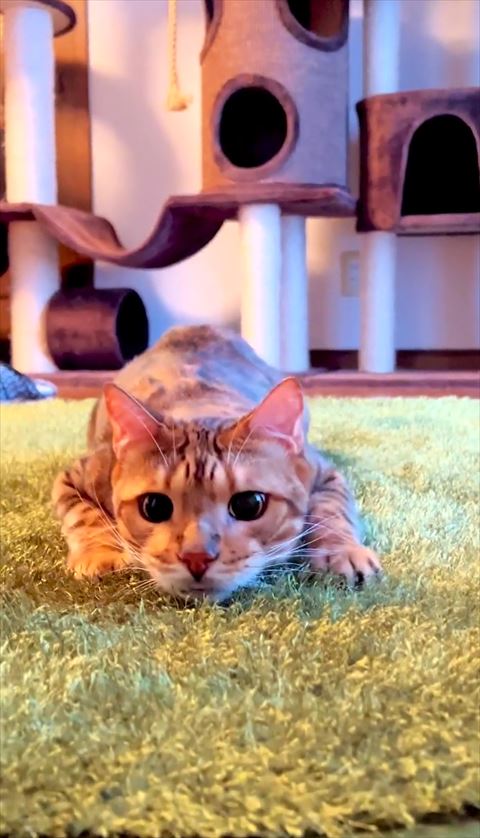 伏せしてる正面