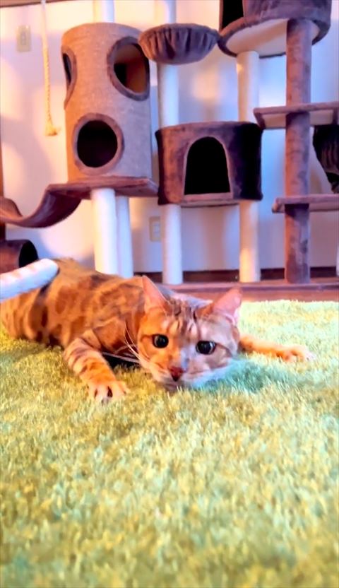 しっぽ背中に乗ってる伏せ斜め前から